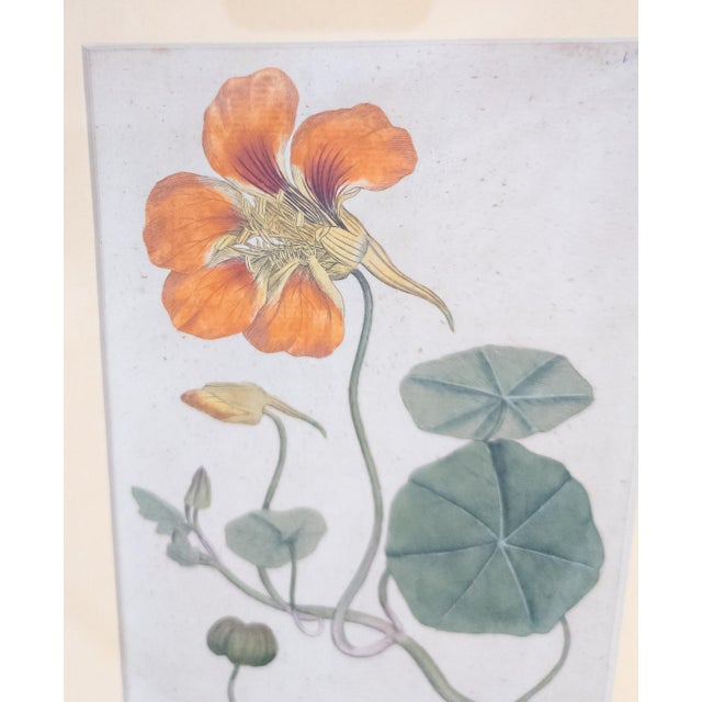 Paper 18th Century German Hand Colored Botanical Copper Engraving Print of Nasturtium For Sale - Image 7 of 12