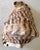 Camel Large Striped Seashell For Sale - Image 8 of 9