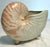 Mid 20th Century Mid Century Modern Fitz and Floyd Nautilus Seashell Planter For Sale - Image 5 of 6