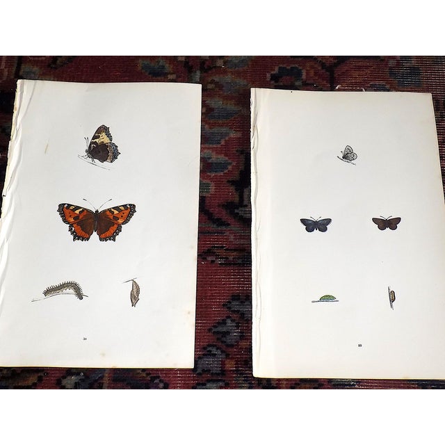 Antique 19th Century Hand Colored Butterfly Lithographs - Set of 12 For Sale - Image 4 of 12
