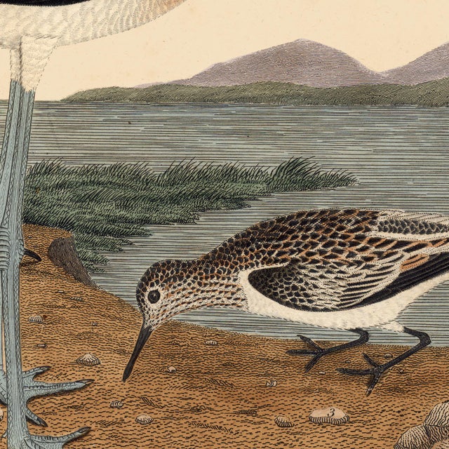 2010s Early American Poster, Spoonbill and Shore Birds For Sale - Image 5 of 8