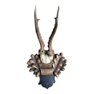 Roe Deer Trophy 218 Black Forest Antlers Mount For Sale