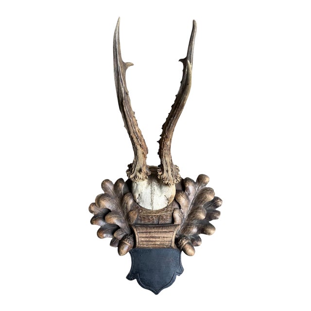 Roe Deer Trophy 218 Black Forest Antlers Mount For Sale