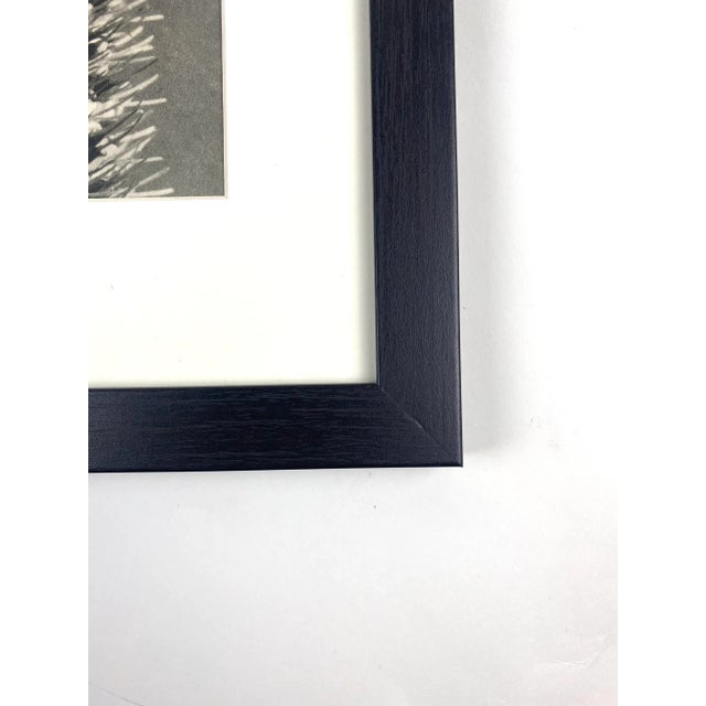 1940s Framed Botanical Blossfeldt Print - No. 13 For Sale - Image 4 of 5