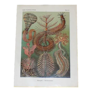 Antique 19th Century Ernst Haeckel Sea Creature Lithograph