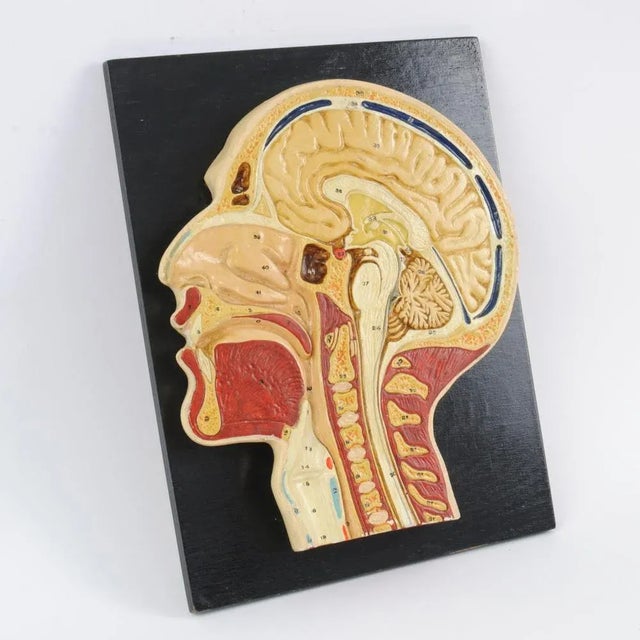 Vintage Human Head Cross Section Anatomy Model, 1950s, in Very Good conditions. Designed 1920 to 1949 This piece is...