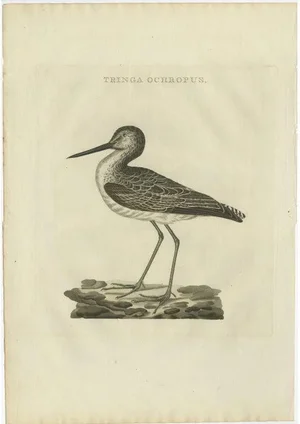 Sepp & Nozeman, Bird Illustration of the Green Sandpiper, 1809, Print
