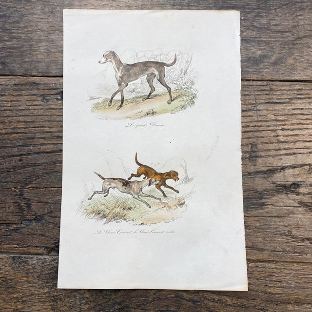 Super high quality in this lovely historical French 18th Century le grand danois "the great dane" engraving! Signed V....