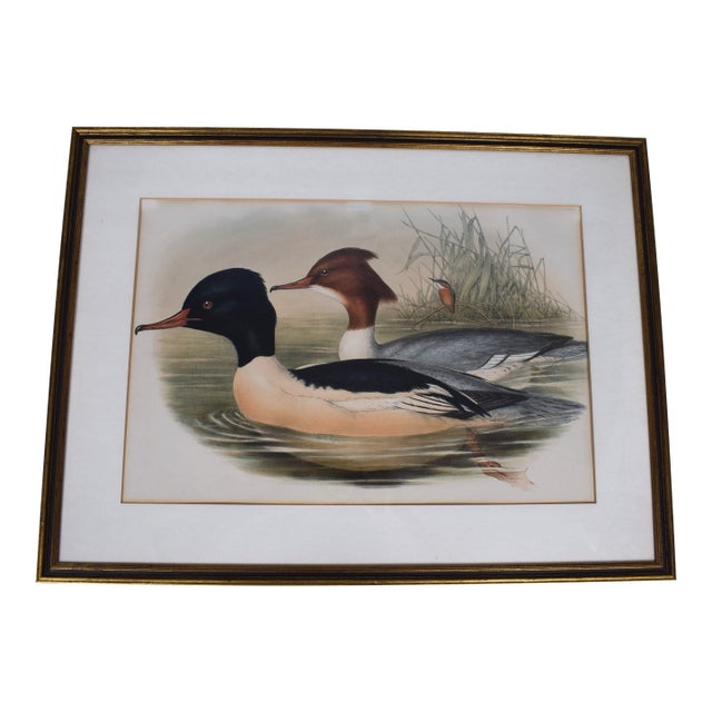 Mid 20th Century Hand-Colored C1900s Lithograph of Two Waterfowl Ducks, Framed For Sale