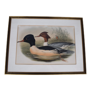 Mid 20th Century Hand-Colored C1900s Lithograph of Two Waterfowl Ducks, Framed
