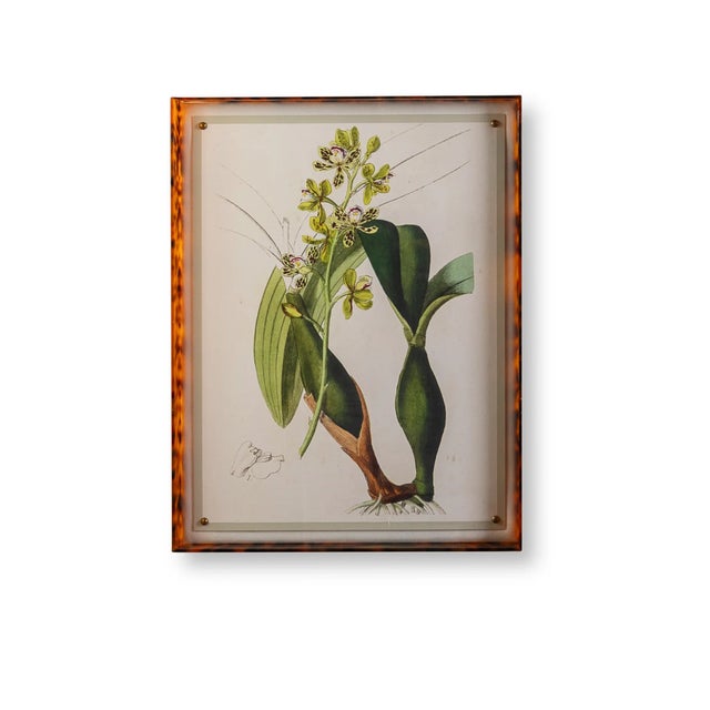 Spring Orchid III Giclee in Tortoise Frame For Sale - Image 10 of 10