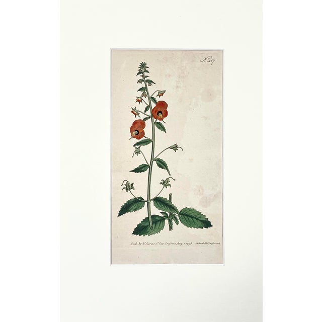 Antique Curtis hand colored floral Botanical Etching c.1798 Presented matted and framed in a contemporary classic frame....