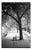 Paul Cooklin, Trees, Ardennes, Edition of 50 For Sale