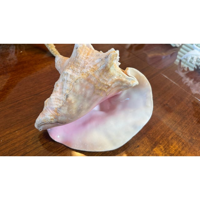 Large CONCH SHELL 7" X 8"" Nautical Decor Sea Shell Ocean Beach Pink White. Large Natural Pink Queen Conch Seashell...