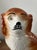 Burnt Orange Antique English Staffordshire Terrier, Early 20th Century For Sale - Image 8 of 11