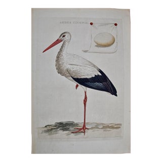 White Stork "Ardea Ciconia": An 18th Century Hand-Colored Engraving by Nozeman, 1789 For Sale