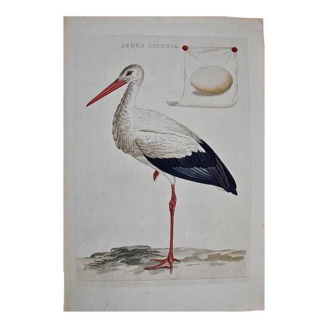 White Stork "Ardea Ciconia": An 18th Century Hand-Colored Engraving by Nozeman, 1789 For Sale