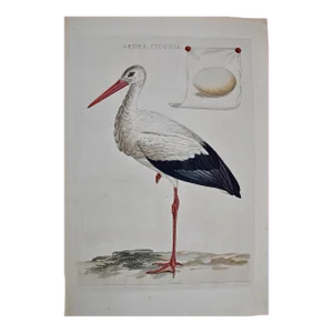 White Stork "Ardea Ciconia": An 18th Century Hand-Colored Engraving by Nozeman, 1789