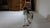 Black Large Antique Swedish Horse in Carved Wood with White Paint, 1890s For Sale - Image 8 of 11