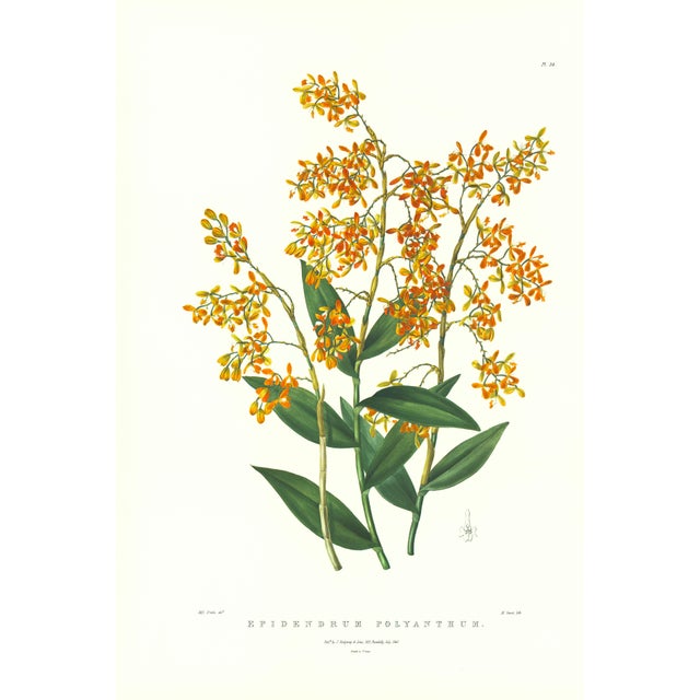 Large 1973 Orchid Flower Lithograph "Epidendrum Polyanthum" (Many-Flowered Epidendrum) After James Bateman For Sale