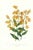 Large 1973 Orchid Flower Lithograph "Epidendrum Polyanthum" (Many-Flowered Epidendrum) After James Bateman For Sale