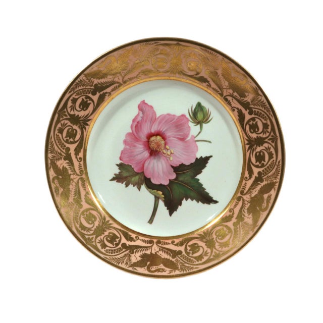Antique Derby Porcelain Botanical Plate, Marsh Hibiscus, Salmon Ground with Gilt Swans, John Brewer, Circa 1815 A single...