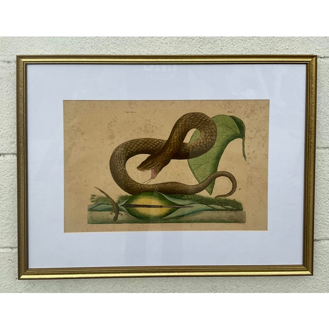 18th Century Framed Engravings by Mark Catesby, Set of Nine Natural History Art For Sale - Image 12 of 17