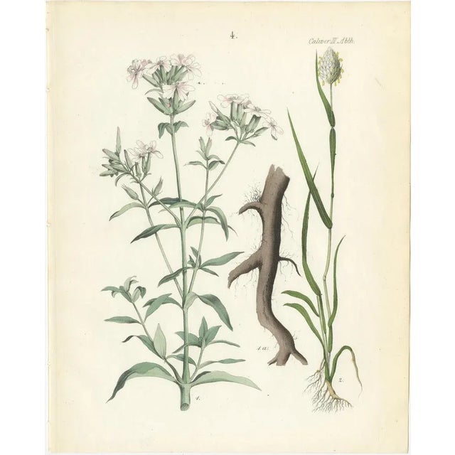 Hand-Colored Botanical Lithograph of Soapwort and Yellow Asphodel, Calwer, 1854 This elegant botanical lithograph is from...