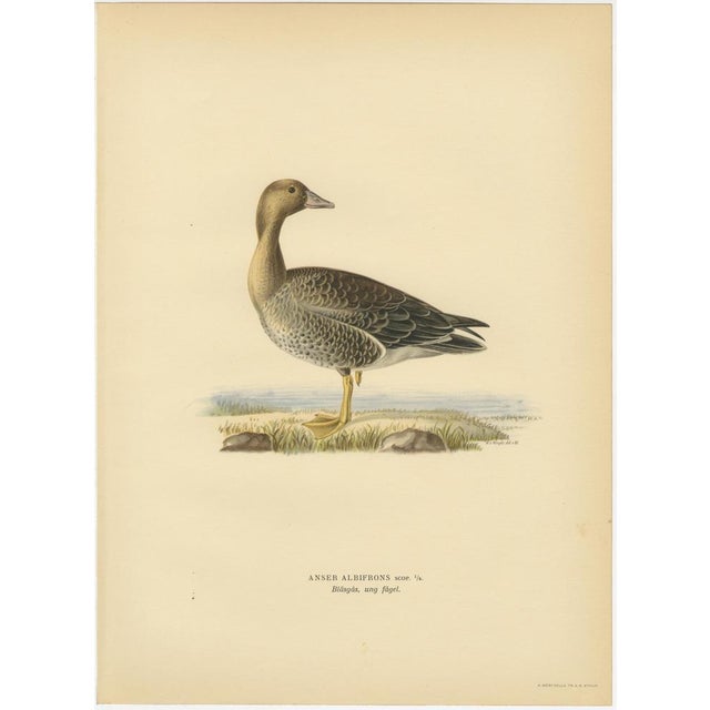 1920s Vintage Scandinavian Ornithology Lithographs, 1929, Set of 6 For Sale - Image 5 of 9