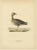 1920s Vintage Scandinavian Ornithology Lithographs, 1929, Set of 6 For Sale - Image 5 of 9