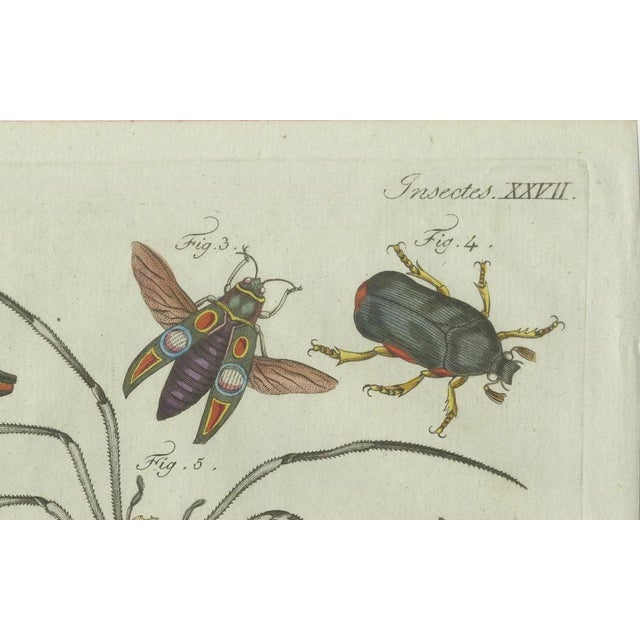 Paper Bertuch, Exotic Insects, Spider and Butterfly, 1800, Engraving For Sale - Image 7 of 10