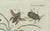 Paper Bertuch, Exotic Insects, Spider and Butterfly, 1800, Engraving For Sale - Image 7 of 10