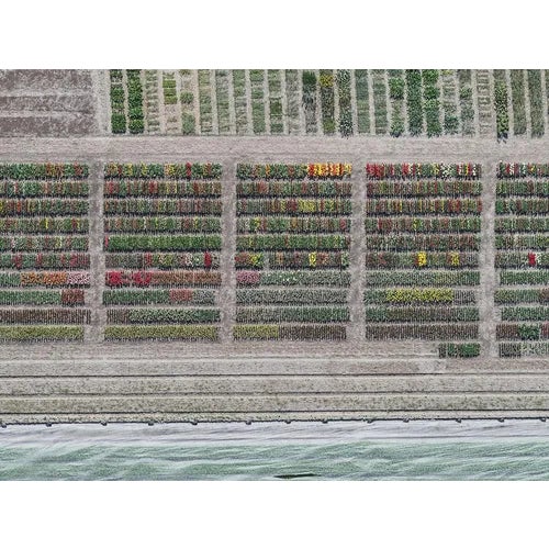 Bernhard Lang, av_tulip_fields_008, Limited Edition Fine Art Photograph Print For Sale