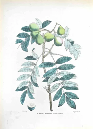Vincenzo Tenore, The Whitebeam, Lithograph, 1870s