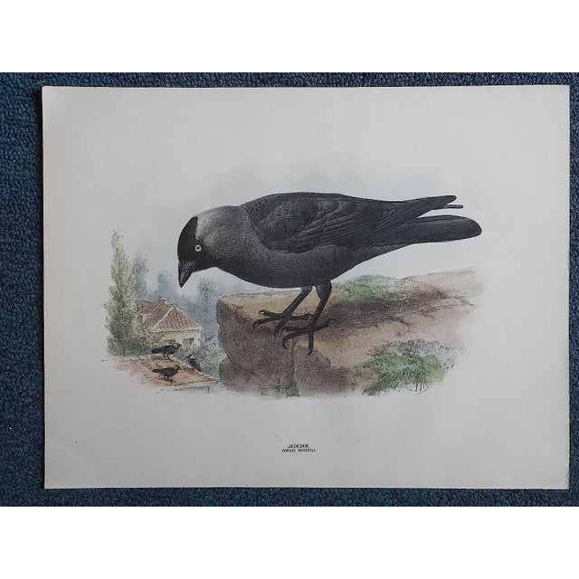Farmhouse Antique Bird Lithograph - Jackdaw For Sale - Image 3 of 3
