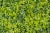 Contemporary Modular Boxwood Plant Mix Wall Vertical Garden Panel from VGnewtrend For Sale - Image 3 of 6
