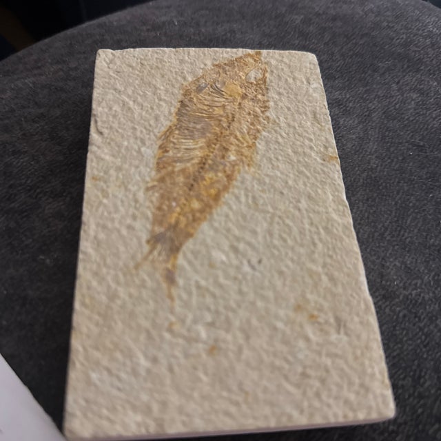 2020s Fossil Plate Knightia From the Green River Formation - In Limestone For Sale - Image 5 of 6