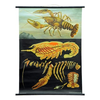 Vintage Deco Crayfish Maritime Poster Pull-Down Wall Chart by Jung Koch Quentell For Sale