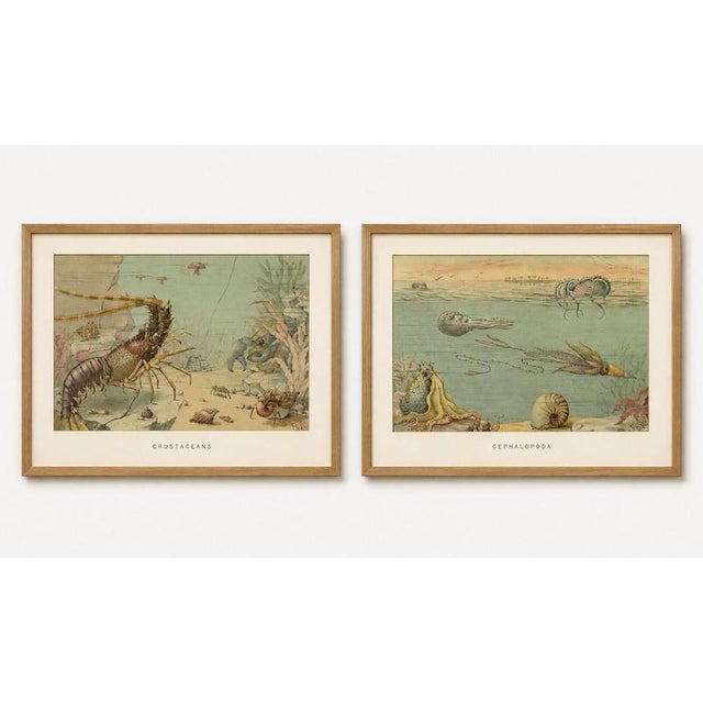 Crustaceans & Cephalopoda – Pair of Marine Natural History Prints, Lydekker 1896 This attractive pair of original antique...