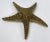 Vintage Hollywood Regency style heavy cast brass starfish paper weight. Beautiful detail to both sides. Hook for hanging....