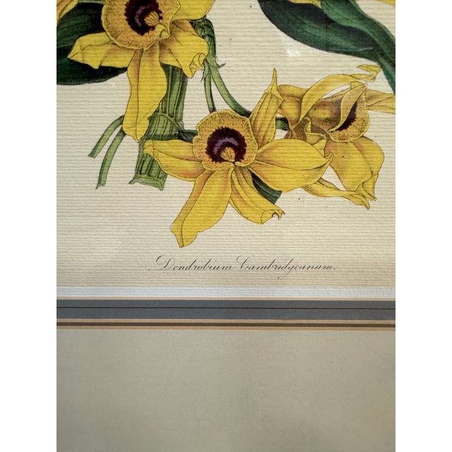 Louis Van Houtte's Orchid Botanical Print, Framed For Sale - Image 9 of 12