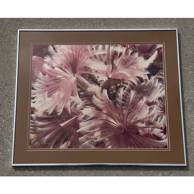 David Waselle’s “Fan Dancers” underwater photograph, featuring delicate feather duster tube worms photographed at Cayman...