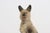 Green Mid 20th Century Carved and Painted Chalkware German Shepherd Ashtray For Sale - Image 8 of 13