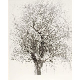Winter Tree Photograph For Sale