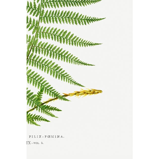 Green Fern Botanical Art Print – Feathery Green Frond Illustration, 12" X 18" For Sale - Image 8 of 9