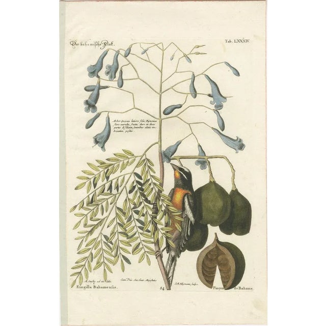 Bahama Finch Engraving by J.M. Seligmann after George Edwards, Hand-Colored, 18th Century This exquisite 18th-century...