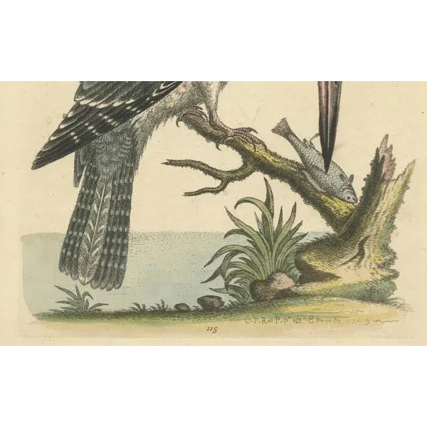 George Edwards, The American Belted Kingfisher in Its Natural Habitat, 1749, Print For Sale - Image 4 of 6