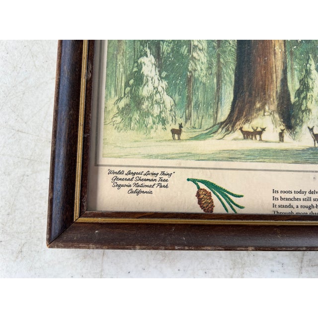 Vintage 1960 Framed Print of World's Largest Living Thing , Tree For Sale - Image 4 of 6