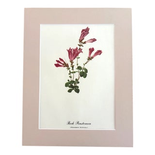 Vintage Mary Vaux Walcott Print in 11x14 Mat, Ready to Frame: Rock Penstemon For Sale