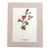 Vintage Mary Vaux Walcott Print in 11x14 Mat, Ready to Frame: Rock Penstemon For Sale